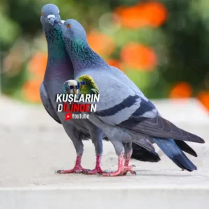 Güvercinlerde Eş Seçimi