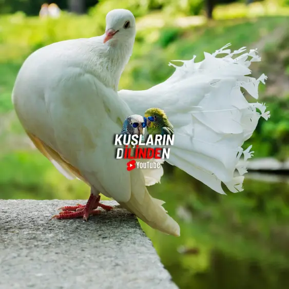 Hasta Olan Güvercine Ne Yapılır? 2 Hasta Olan Güvercine Ne Yapılır