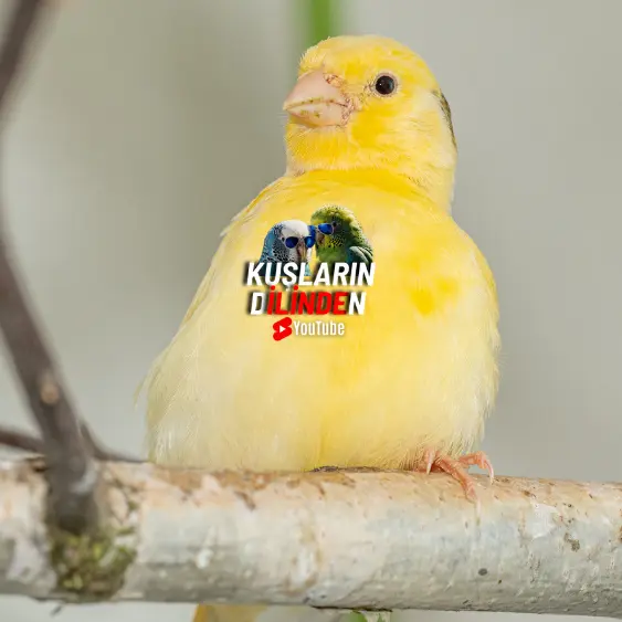 Kanarya Soğuk Algınlığı