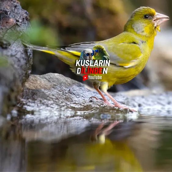 Kanaryalarda Kafa ve Boyun Kelliği Neden Olur 2 Kanaryalarda Kafa ve Boyun Kelliği Neden Olur