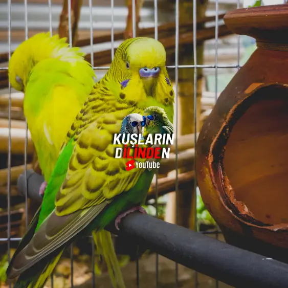 Kardeş Muhabbet Kuşları Çiftleştirilir mi? 2 Kardeş Muhabbet Kuşları Çiftleştirilir mi