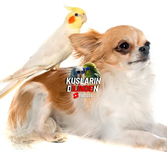 Köpekler ve Kuşlar Anlaşabilirler mi? 2 Köpekler ve Kuşlar Anlaşabilirler mi