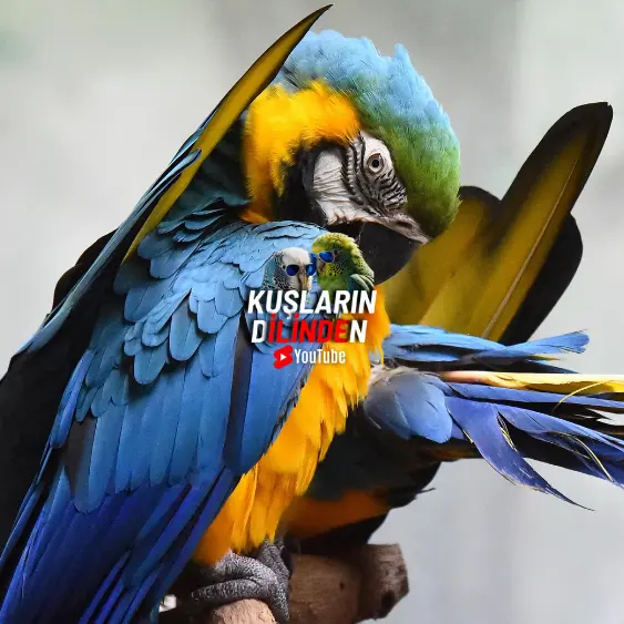 Kuşlar İçin En Gerekli 5 Vitamin 2 Kuşlar İçin En Gerekli 5 Vitamin