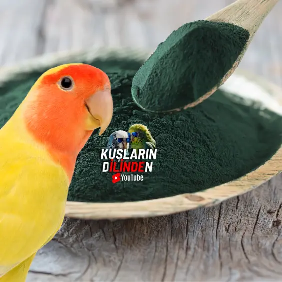 Kuşlar İçin Spirulina Nedir?