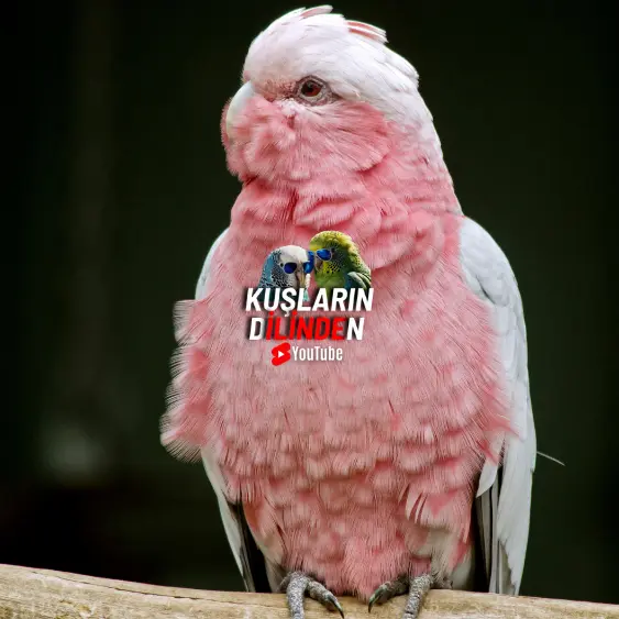 Kuşlarda A Vitamini Eksikliği 2 Kuşlarda A Vitamini Eksikliği