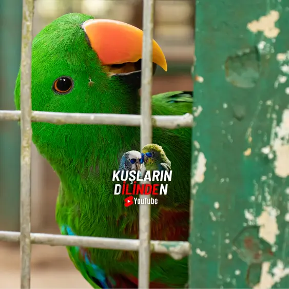 Kuşlarda Kasılma 2 Kuşlarda Kasılma