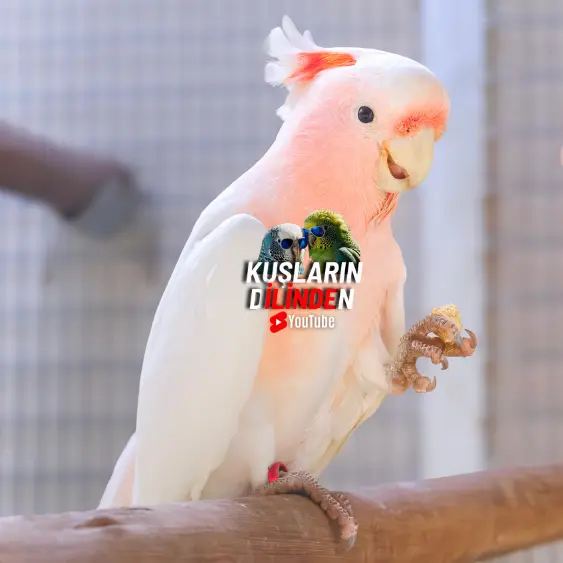 Kuşlarda Stres Azaltıcı Vitaminler 2 Kuşlarda Stres Azaltıcı Vitaminler