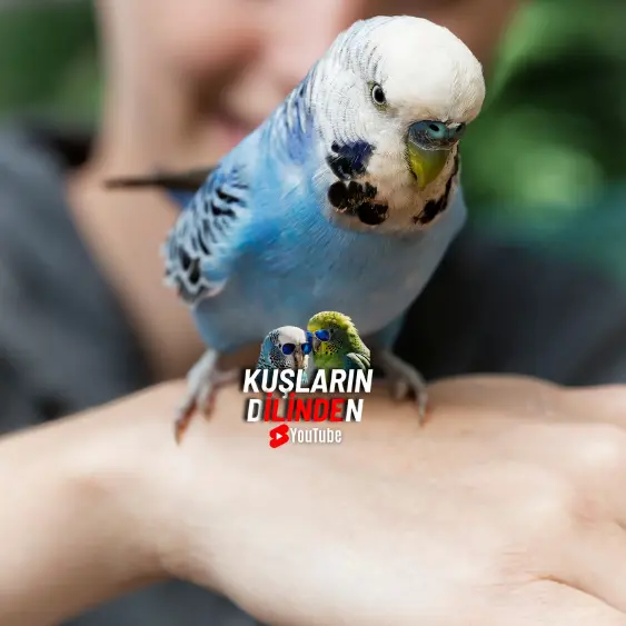 Kuşlarda Yumurta Sıkışması 2 Kuşlarda Yumurta Sıkışması