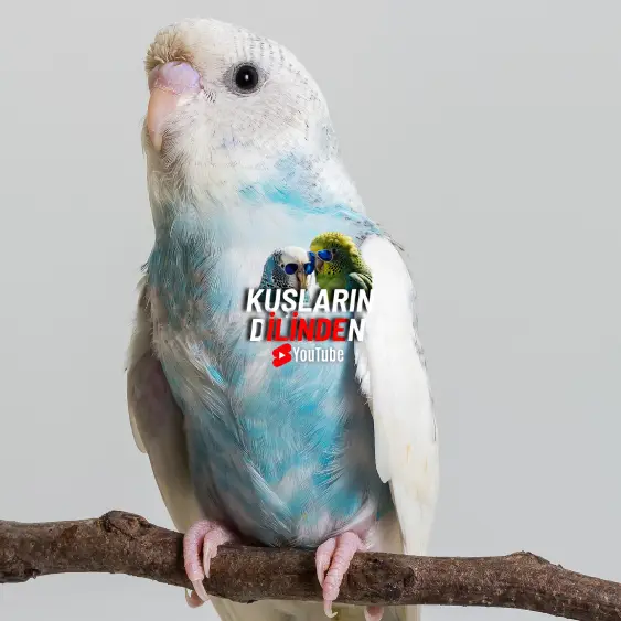 Kuşumun Ağzından Salya Geliyor 2 Kuşumun Ağzından Salya Geliyor