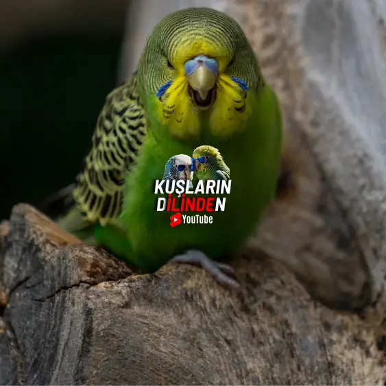 Kuşumun Gagası ve Tırnakları Aşırı Uzuyor 2 Kuşumun Gagası ve Tırnakları Aşırı Uzuyor
