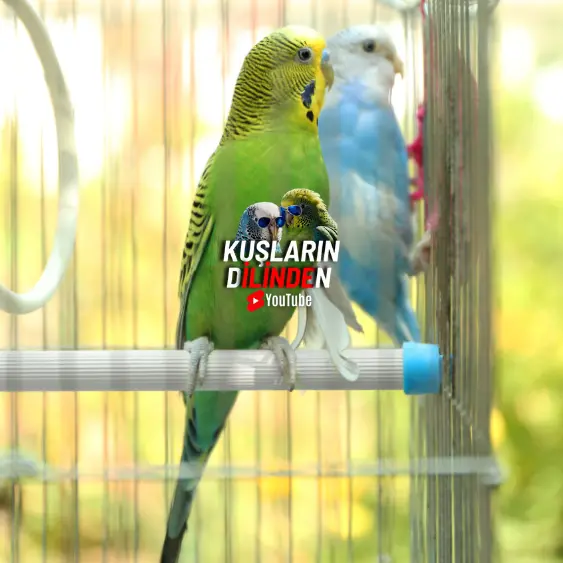 Muhabbet Kuşları Nasıl Çiftleşir? 2 Muhabbet Kuşları Nasıl Çiftleşir