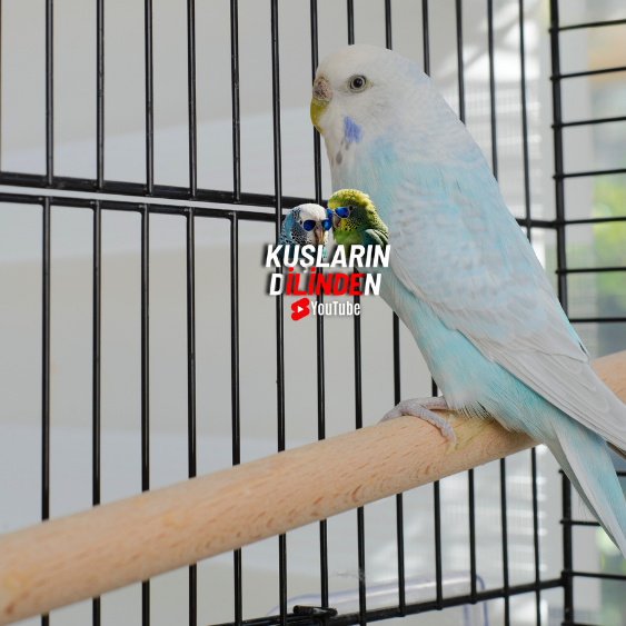 Muhabbet Kuşları Ne Zaman Eşe Atılır? 2 Muhabbet Kuşları Ne Zaman Eşe Atılır