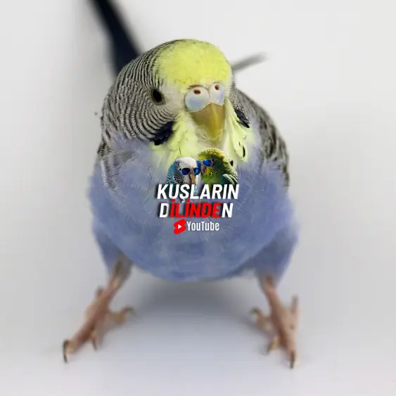 Muhabbet Kuşları Neden Kusar 2 Muhabbet Kuşları Neden Kusar