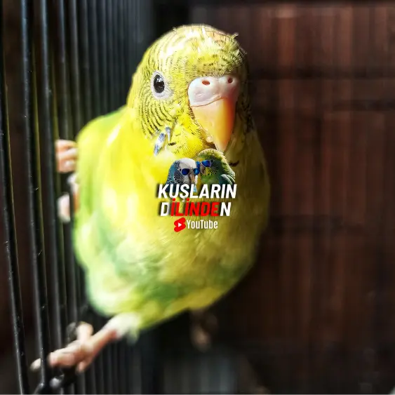 Muhabbet Kuşlarında Astım 2 Muhabbet Kuşlarında Astım