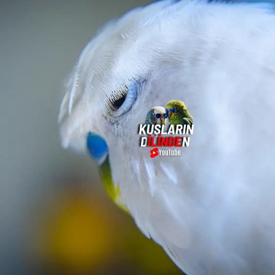 Muhabbet Kuşlarında Egzama 2 Muhabbet Kuşlarında Egzama
