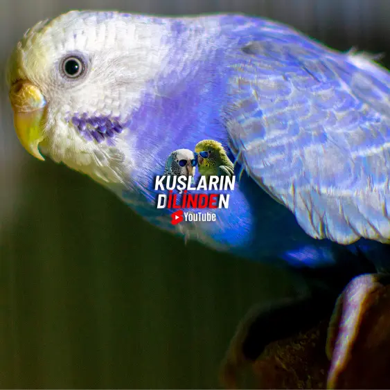 Muhabbet Kuşlarında Giardia 2 Muhabbet Kuşlarında Giardia