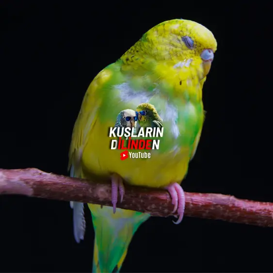 Muhabbet Kuşlarında Görülen En Yaygın 15 Hastalık 2 Muhabbet Kuşlarında Görülen En Yaygın 15 Hastalık
