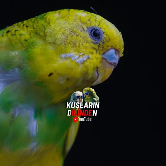 Muhabbet Kuşlarında Göz Nezlesi