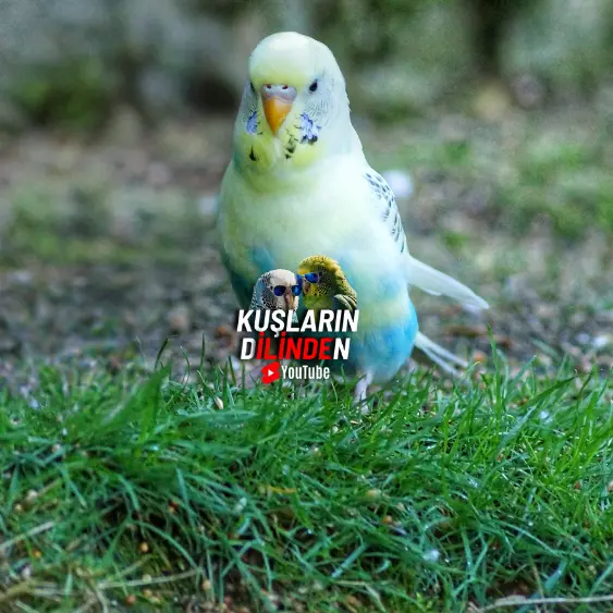 Muhabbet Kuşlarında Halsizlik Neden Olur? 2 Muhabbet Kuşlarında Halsizlik Neden Olur