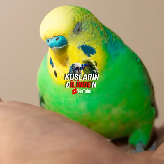 Muhabbet Kuşlarında Histoplazmozis 2 Muhabbet Kuşlarında Histoplazmozis