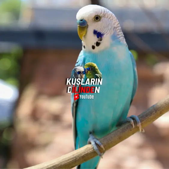 Muhabbet Kuşlarında Kanlı İshal 2 Muhabbet Kuşlarında Kanlı İshal