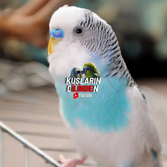 Muhabbet Kuşlarında Megabakteri 2 Muhabbet Kuşlarında Megabakteri