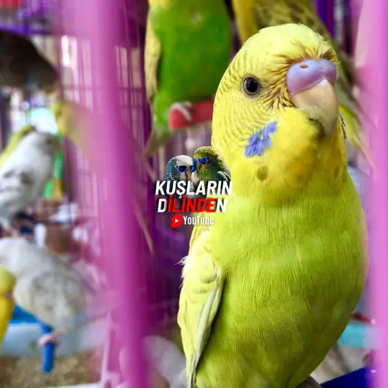 Muhabbet Kuşlarında Uyuz 2 Muhabbet Kuşlarında Uyuz