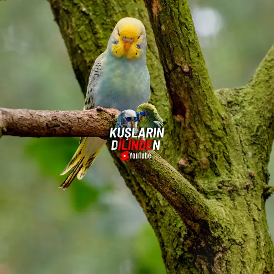 Muhabbet Kuşlarında Zatürre 2 Muhabbet Kuşlarında Zatürre