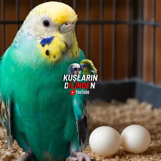 Muhabbet Kuşu Boş Yumurta Problemi 2 Muhabbet Kuşu Boş Yumurta Problemi