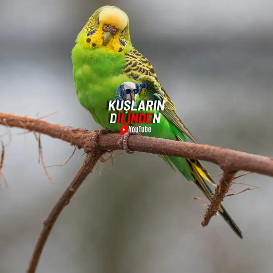 Muhabbet Kuşu Çiftleşmesi İçin Ne Yapmalıyım? 2 Muhabbet Kuşu Çiftleşmesi İçin Ne Yapmalıyım