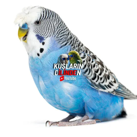 Muhabbet Kuşu Gaga Çatlaması 2 Muhabbet Kuşu Gaga Çatlaması