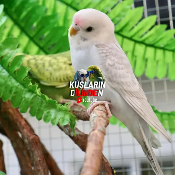 Muhabbet Kuşu İçin Vitamin Kullanmak Şart Mı? 2 Muhabbet Kuşu İçin Vitamin Kullanmak Şart Mı