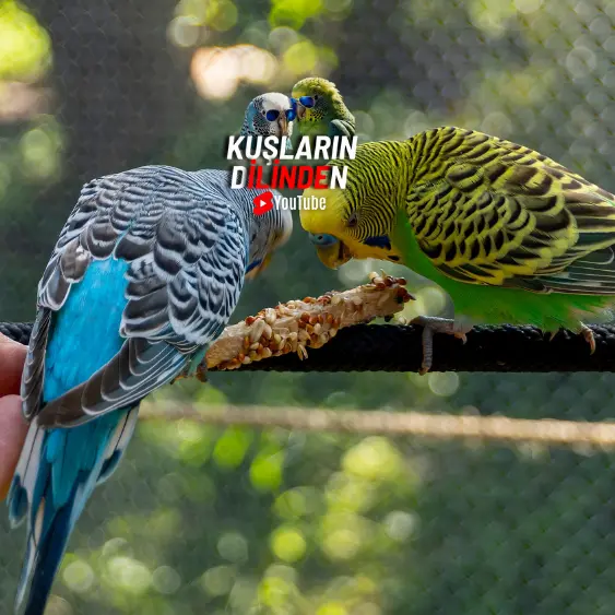 Muhabbet Kuşu Ne Kadar Aç Kalabilir?