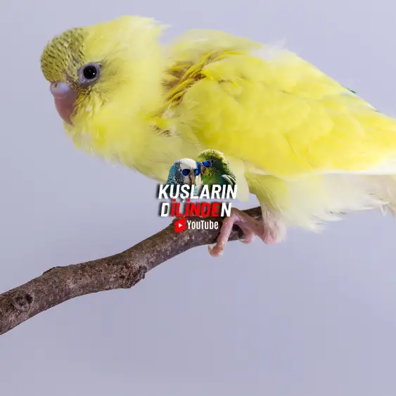 Muhabbet Kuşu Nefes Alırken Hırıltı Çıkarıyor 2 Muhabbet Kuşu Nefes Alırken Hırıltı Çıkarıyor