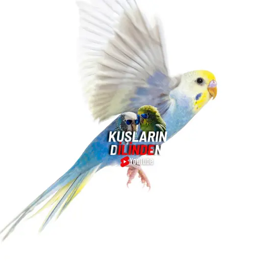 Muhabbet Kuşu Ölmeden Önce Ne Yapar? 2 Muhabbet Kuşu Ölmeden Önce Ne Yapar