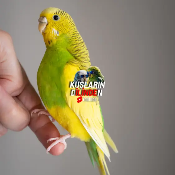 Muhabbet Kuşum Çok Zayıf 2 Muhabbet Kuşum Çok Zayıf