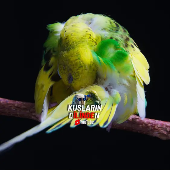 Muhabbet Kuşum Hasta mı? 2 Muhabbet Kuşum Hasta mı