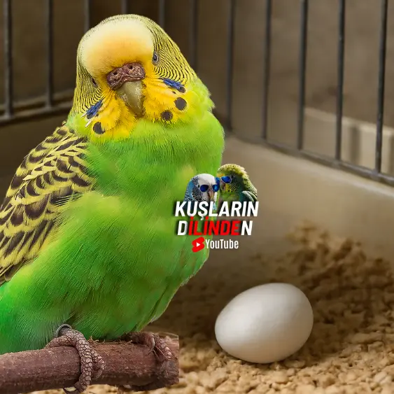 Muhabbet Kuşum Kafes Tabanına Yumurtladı Ne Yapmalıyım? 2 Muhabbet Kuşum Kafes Tabanına Yumurtladı Ne Yapmalıyım