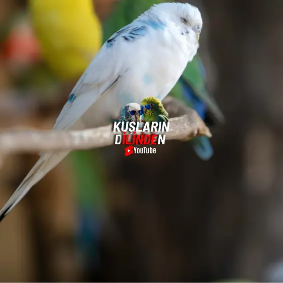 Muhabbet Kuşum Titriyor 2 Muhabbet Kuşum Titriyor