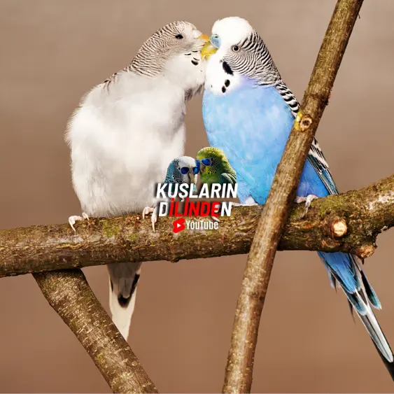 Muhabbet Kuşumun Eş Tuttuğu Nasıl Anlaşılır? 2 Muhabbet Kuşumun Eş Tuttuğu Nasıl Anlaşılır