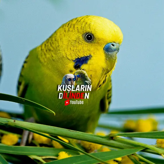 Muhabbet Kuşumun Her Uçuş Sonrası Kusması Normal mi? 2 Muhabbet Kuşumun Her Uçuş Sonrası Kusması Normal mi