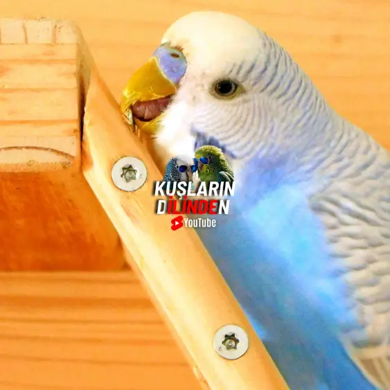 Muhabbet kuşu yuvalık olmadan yumurtlar mı? 2 Muhabbet kuşu yuvalık olmadan yumurtlar mı