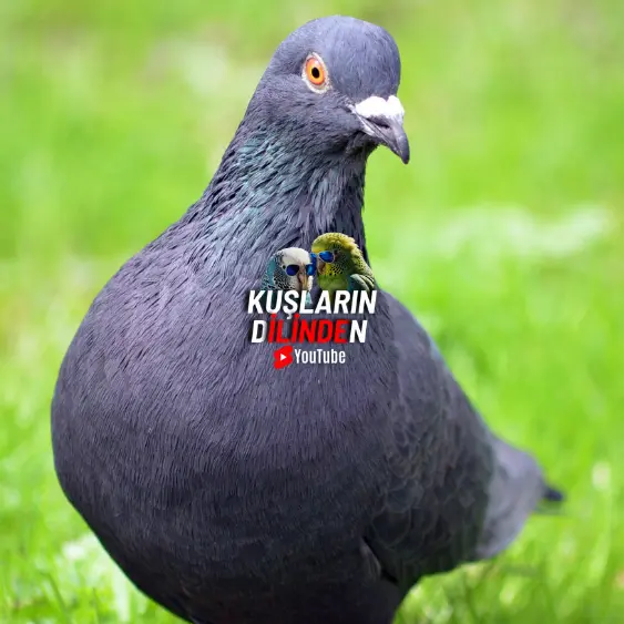 Posta Güvercinin Özellikleri 2 Posta Güvercinin Özellikleri