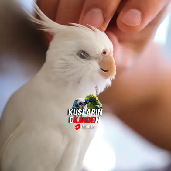 Sultan Papağanı Ele Alıştırma 2 Sultan Papağanı Ele Alıştırma