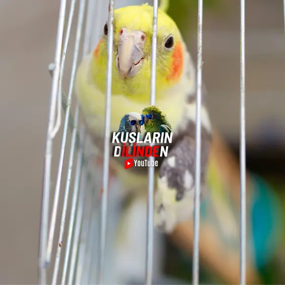 Sultan Papağanı Üşüdüğünü Nasıl Anlarız? 2 Sultan Papağanı Üşüdüğünü Nasıl Anlarız