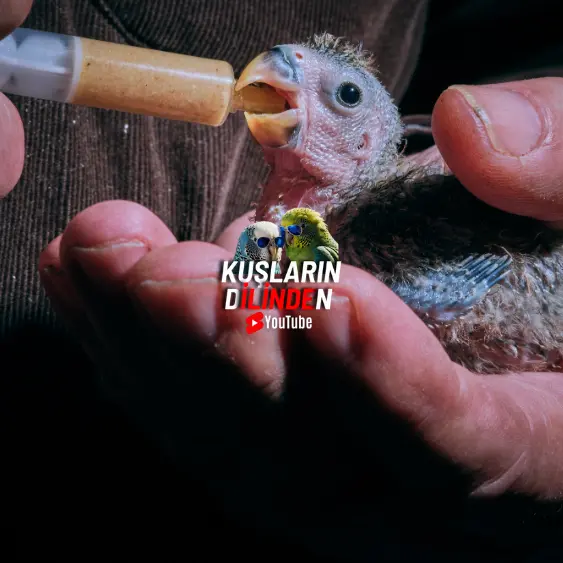 Sultan Papağanı Yavrusu Elle Besleme 2 Sultan Papağanı Yavrusu Elle Besleme