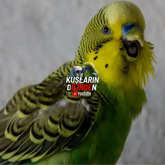 Erkek Muhabbet Kuşu Kızışma Belirtileri 2 Erkek Muhabbet Kuşu Kızışma Belirtileri