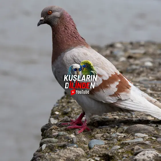 Güvercinler Neden Kusar