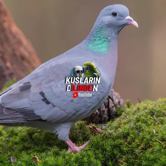 Güvercinlerde Adeno Virüs 2 Güvercinlerde Adeno Virüs