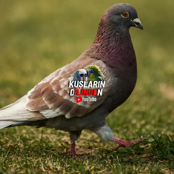 Güvercinlerde Çiçek Hastalığı 2 Güvercinlerde Çiçek Hastalığı